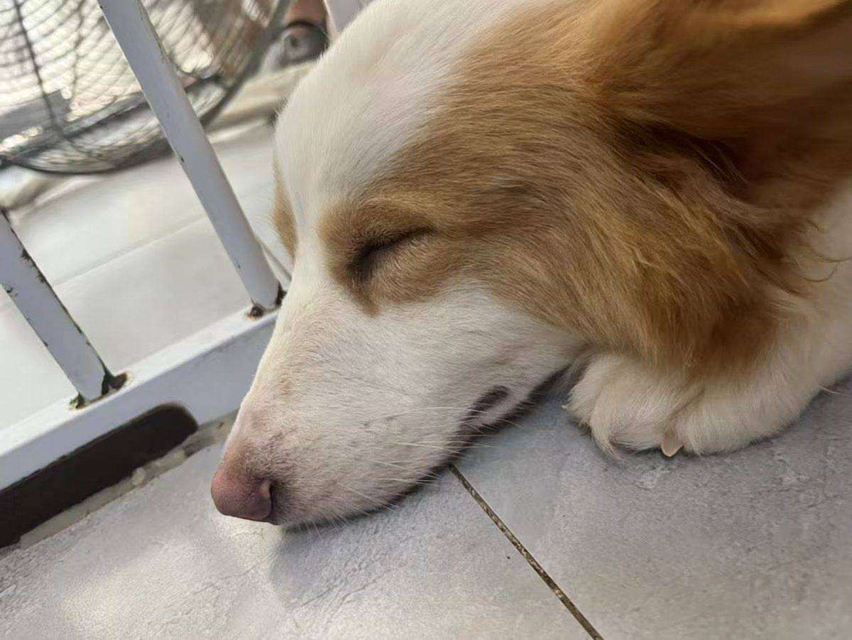 作品:睡犬